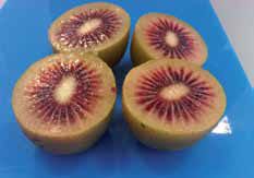 Kiwi Vermelho - MUITO DOCE - Apenas envios