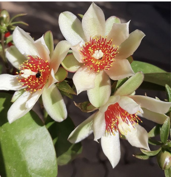 Planta ora-pro-nobis