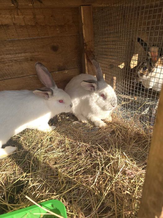 Кролики молоді, кролики.