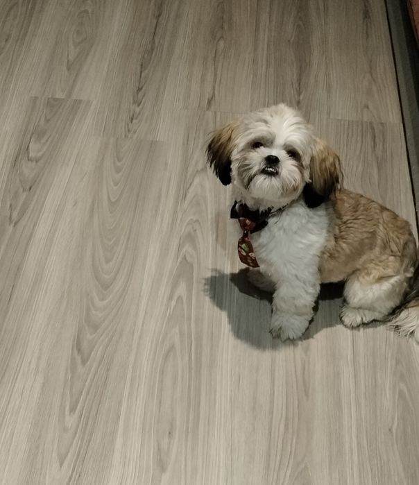 Oddam pieska w dobre ręce