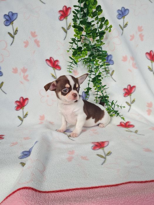 Excecional menina mini Chihuahua/Chiuaua LinhagemRussa de Qualidade