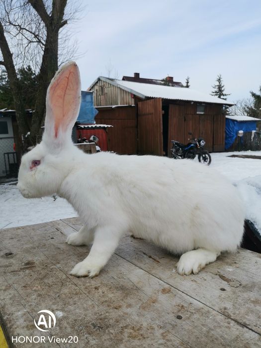 Belgijski Olbrzym Biały