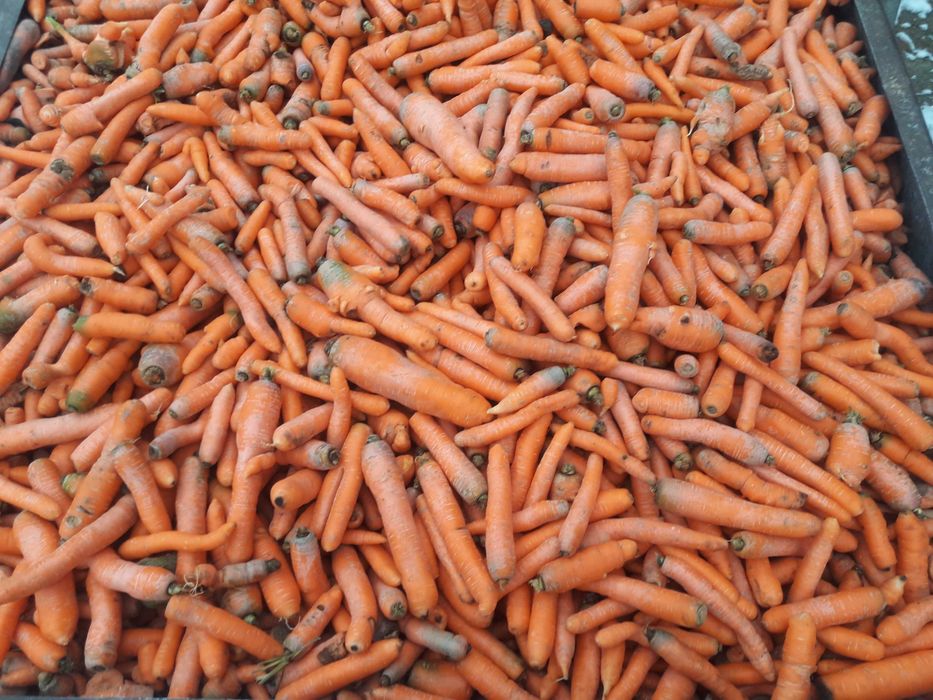 MARCHEW jadalna i paszowa