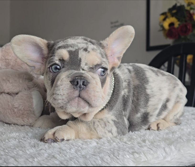 Bulldog Lilac exelente cor única rara