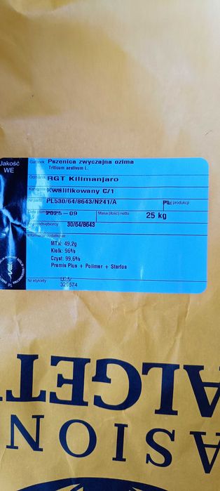 Pszenica Kilimandżaro pierwszy rok po centrali