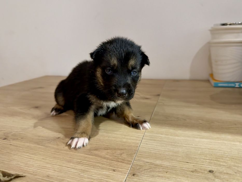 Szczenięta Husky do adopcji