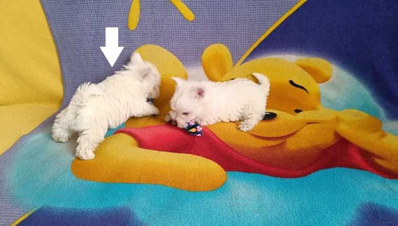 West Highland White Terrier piesek