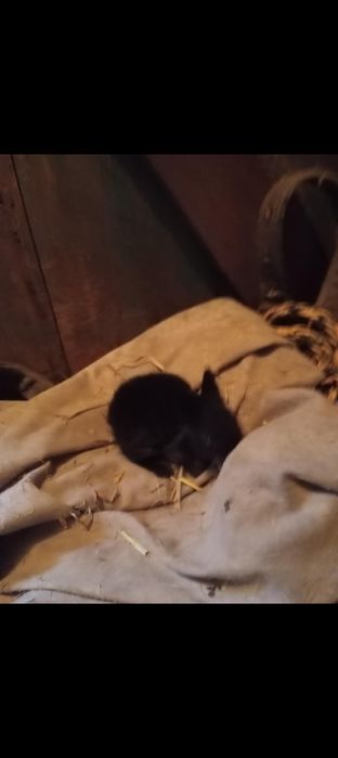 Króliki karzełki Teddy