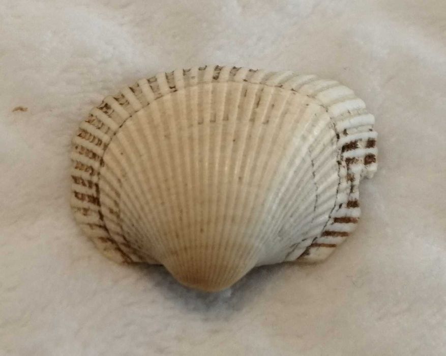 Muszla 3,2cm, 65 (Kreatywne)
