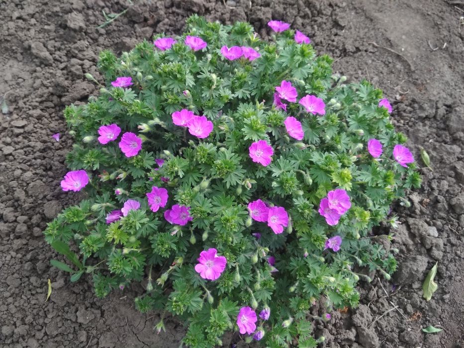 Сантолина, герань садовая - многолетки.