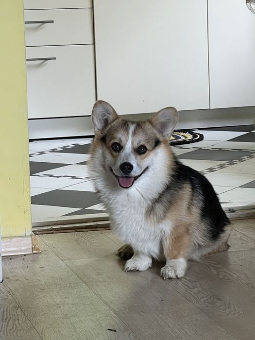 Вязка собак корги