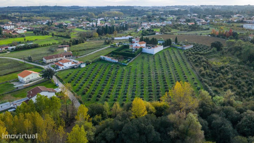 Terreno– Sangalhos, Anadia