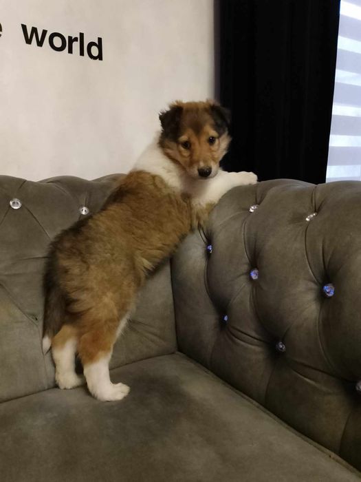 Suczka owczarek szkocki collie długowłosy