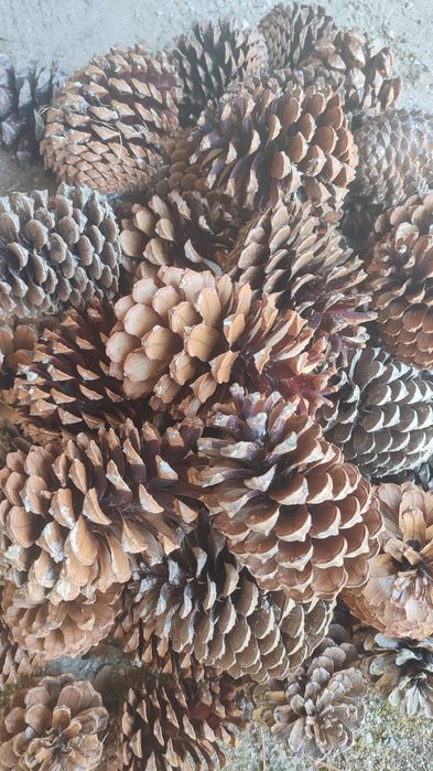 30 Pinhas 5€ / 70 Pinhas 10€