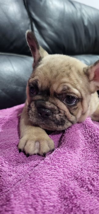 Bulldog francês meiguinha
