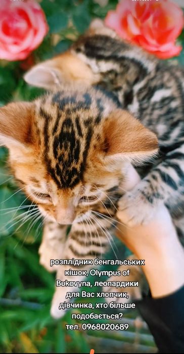 Olympus of Bukovyna, пропунує Вам дівчинку та хлопчика