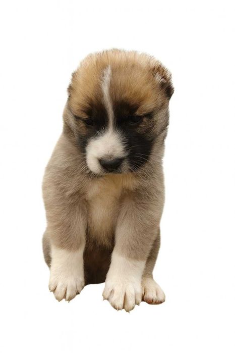 Продам Цуценят Алабай