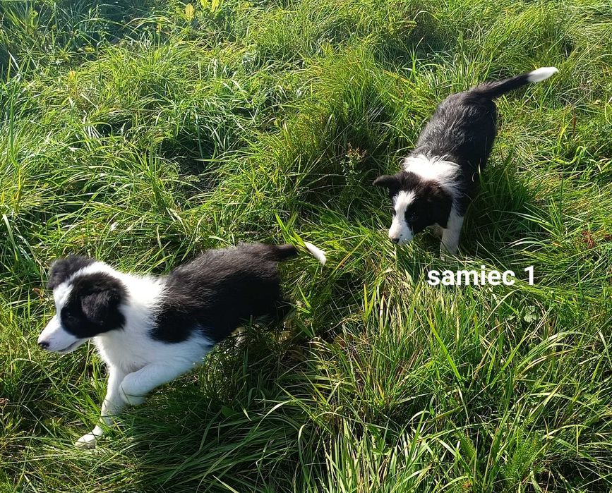 Border collie chłopiec z rodowodem