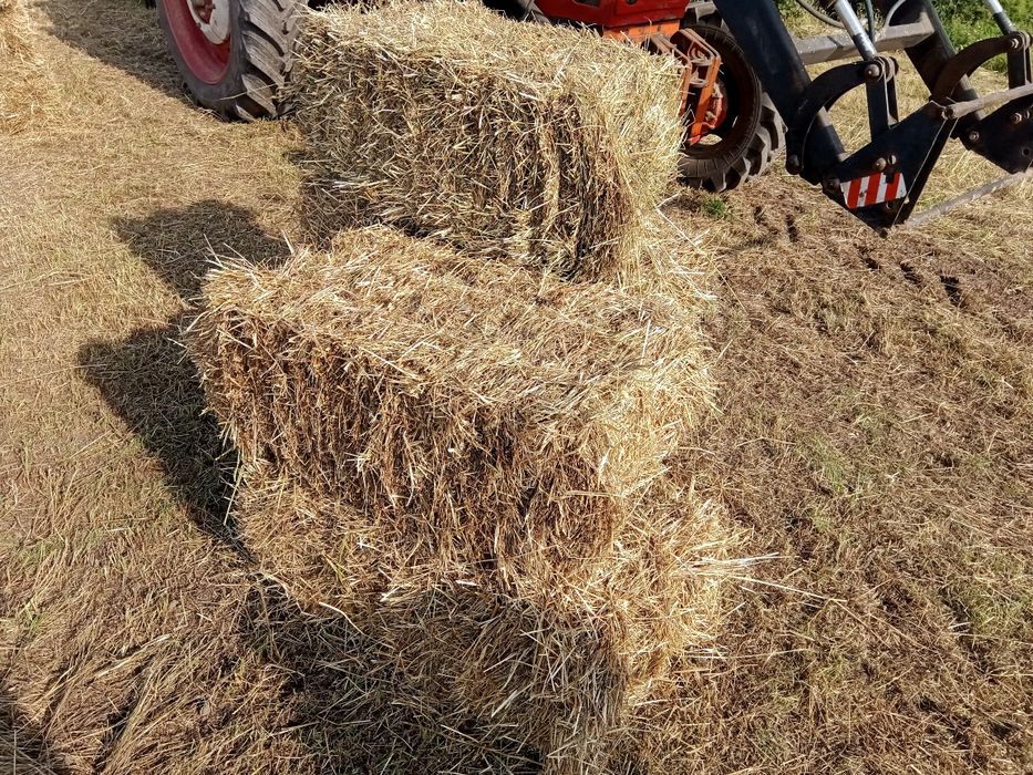 Сіно тюки 2025рік