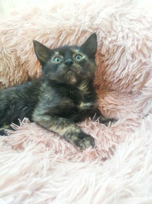 Котята бесплатно в заботливые руки