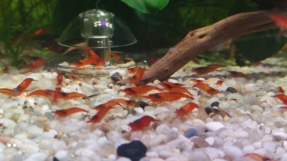 Krewetki red cherry pięknie wybarwione