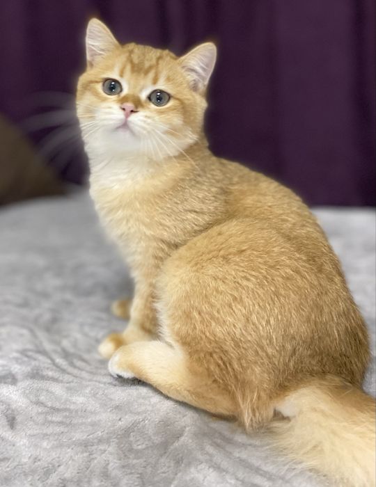 Британские Золотые шиншиллы