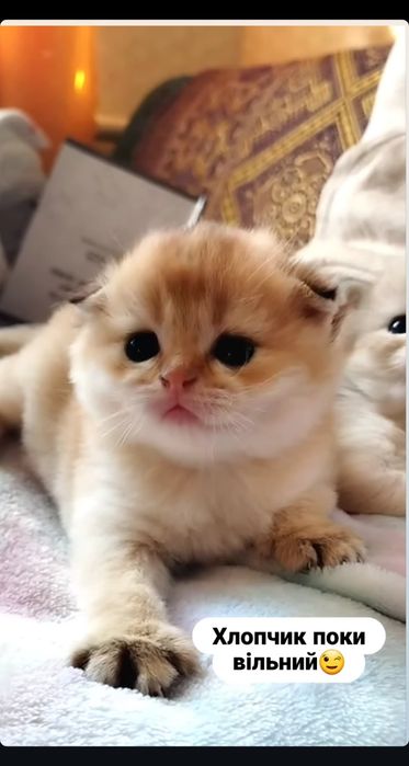 Котята золотая шиншилла, шоландские вислоухие, прямоухие. сл