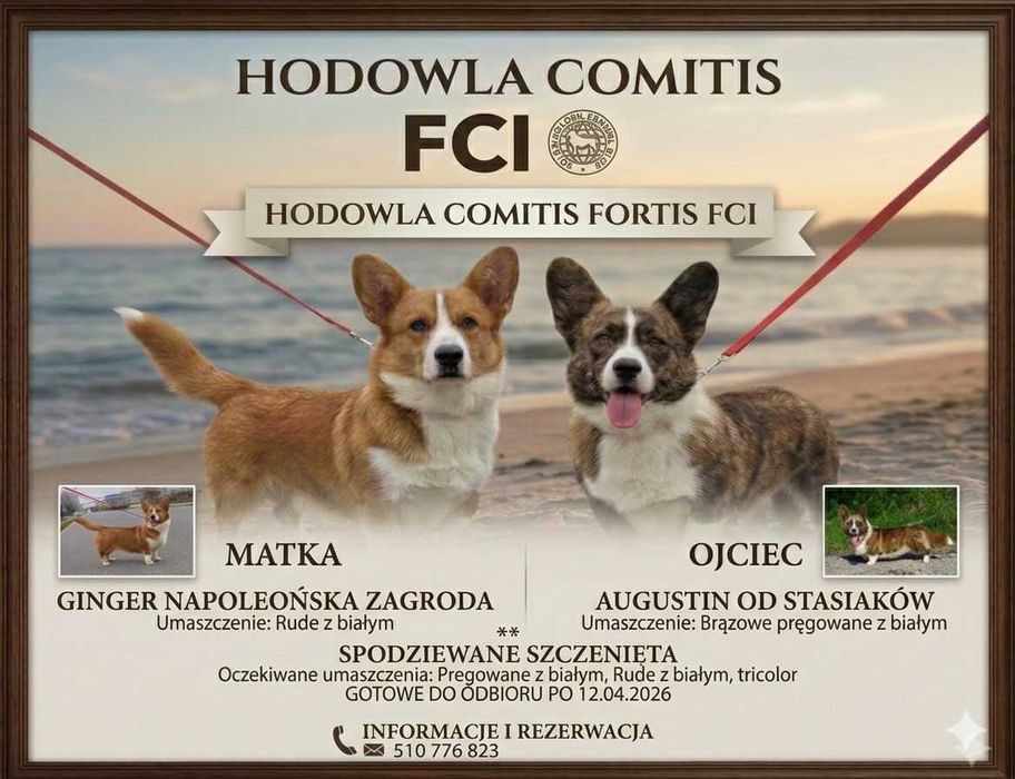 Welsh Corgi Cardigan - Piękna Suczka