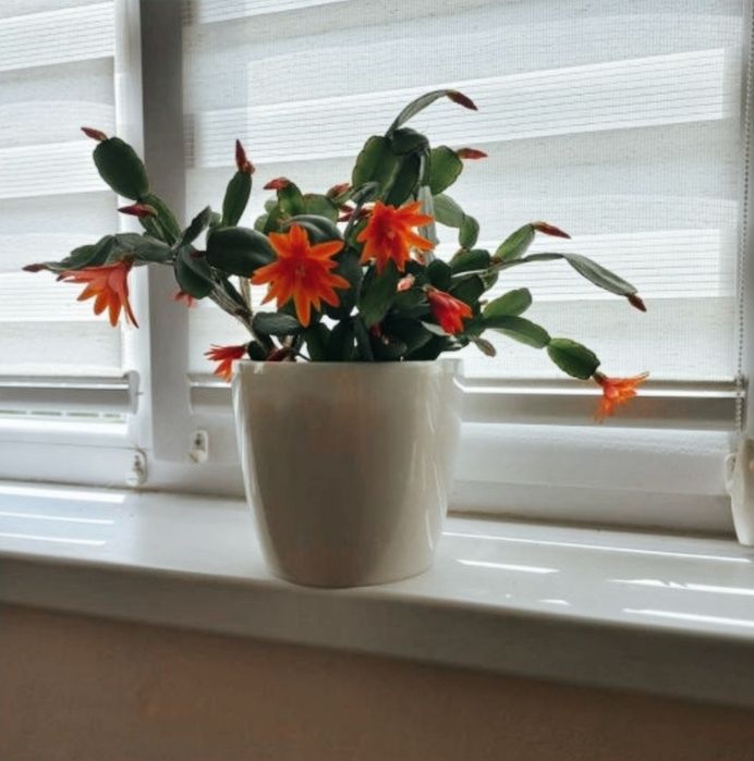 Кімнатні рослини