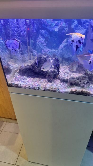 Aquario COMPLETO lindo com 10 Peixes, bombas, Filtros, decoração,