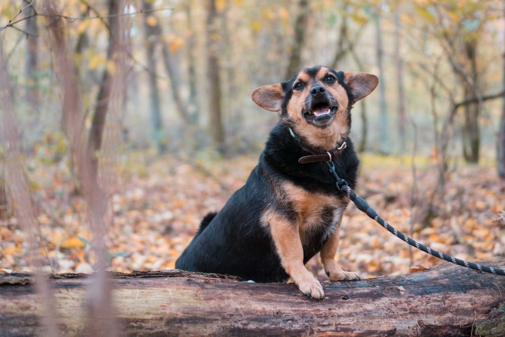 5 letni Szkrabek do adopcji!
