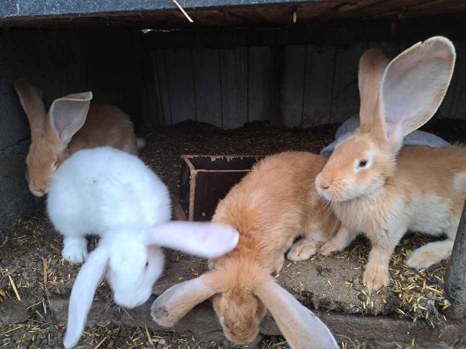 Kroliki samce samice