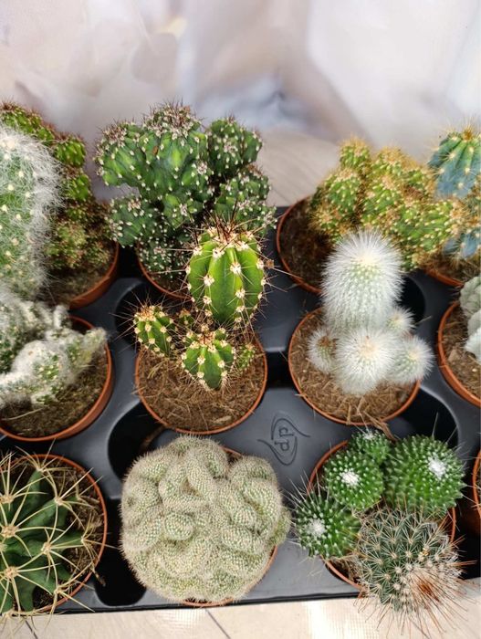 Камелія.Лілія.Кактуси.Калатея.Троянда.