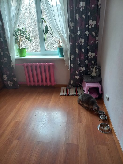 Котоняня Передержка котиков Домашняя гостиница для животных