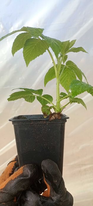 sadzonki maliny w doniczce 16 sztuk