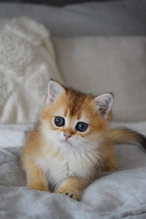 Золоті шиншилли. Британські кошенята