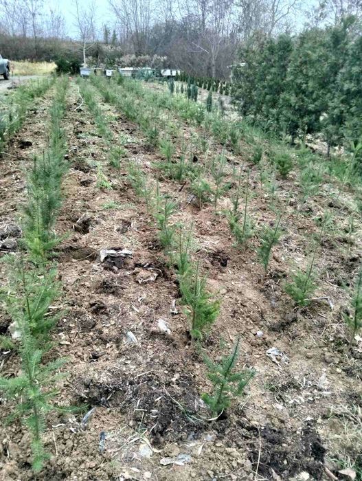 Дерево Ялиця Дугласа (Псевдотсуга), Pseudotsuga menziesii