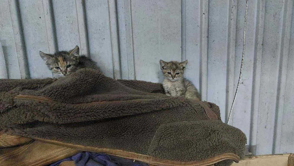 Віддам котиків безкоштовно