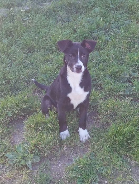 Femea com 3 meses porte medio - adocao responsável