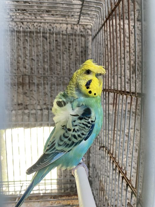 Periquitos (poupas, hagoromos, normais)