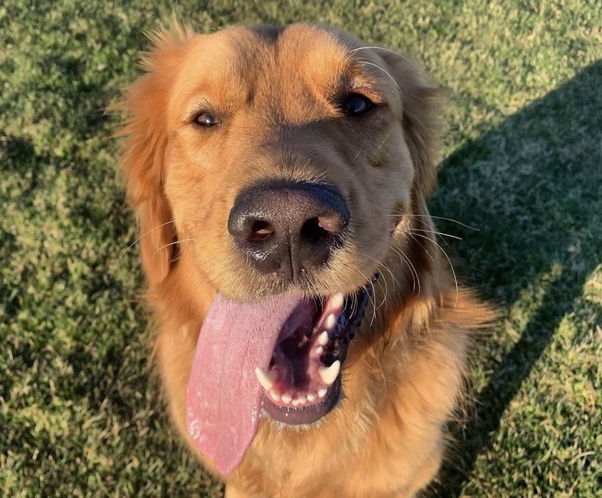 Doaçao Golden Retriever  - Bailey - 3 anos (LER BEM)