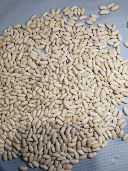 Nasiona fasoli odmiany UNIDOR