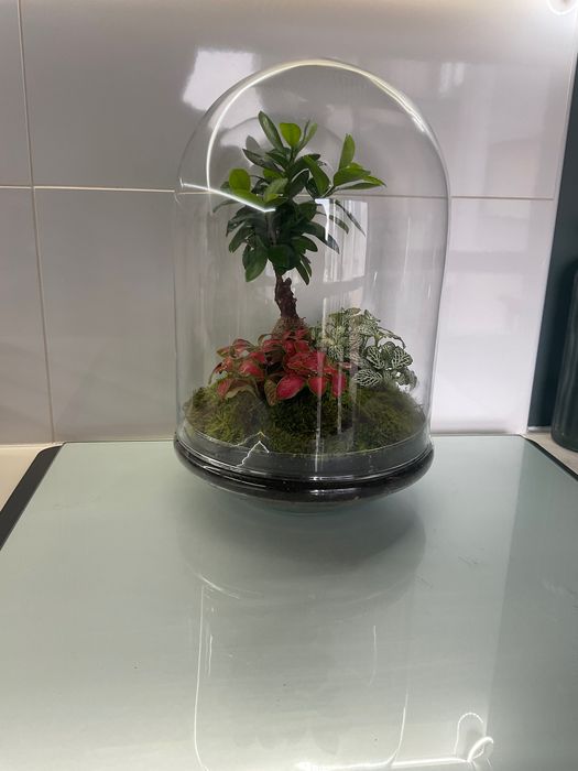 Terrario vidrio plantas naturais