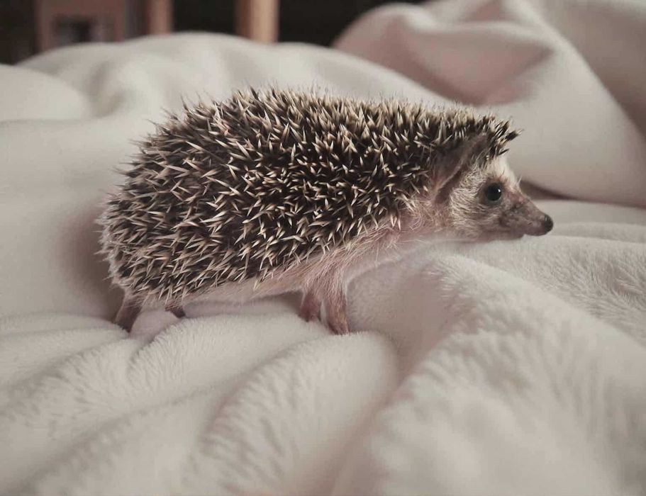 Jeż Jeżyk Pigmejski - maluszki gotowe na zmiane domu