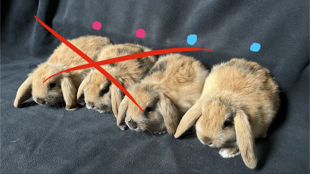 Króliki baranki miniaturowe mini lop