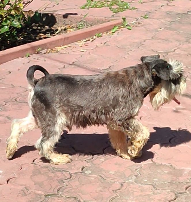 Цвергшнауцер. Річний хлопчик.