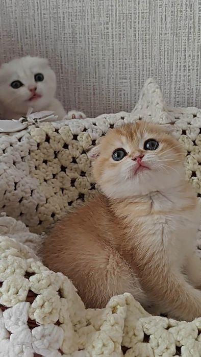 Шотландські висловухі золоті шиншили
