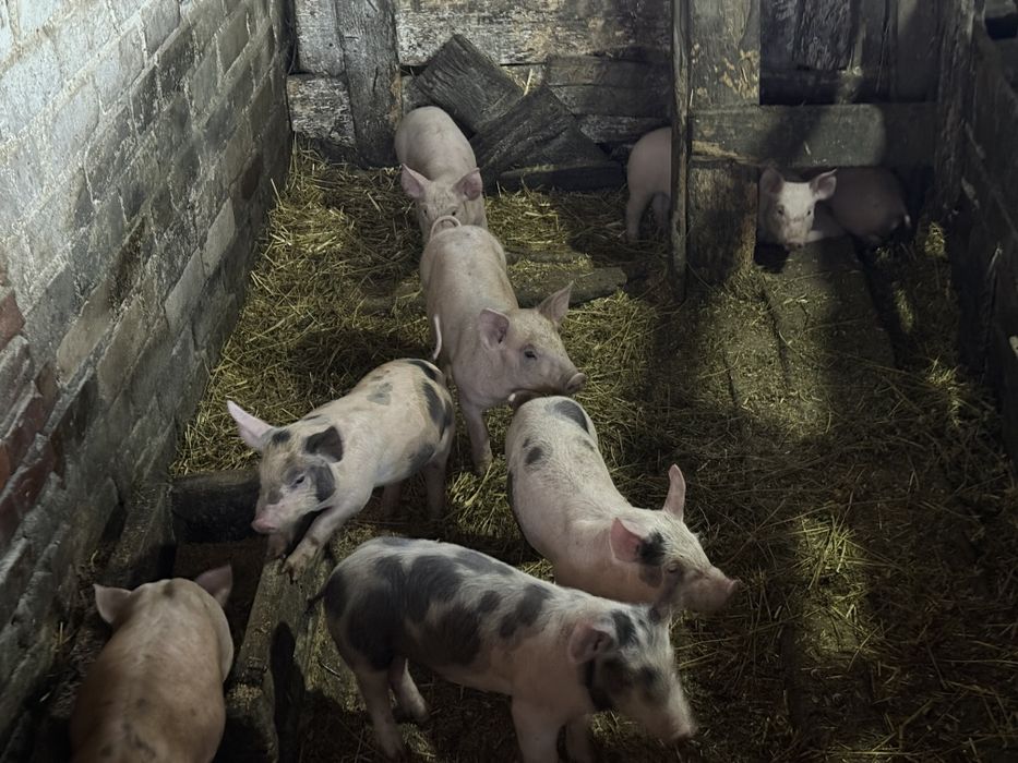 Продаються м'ясні поросята