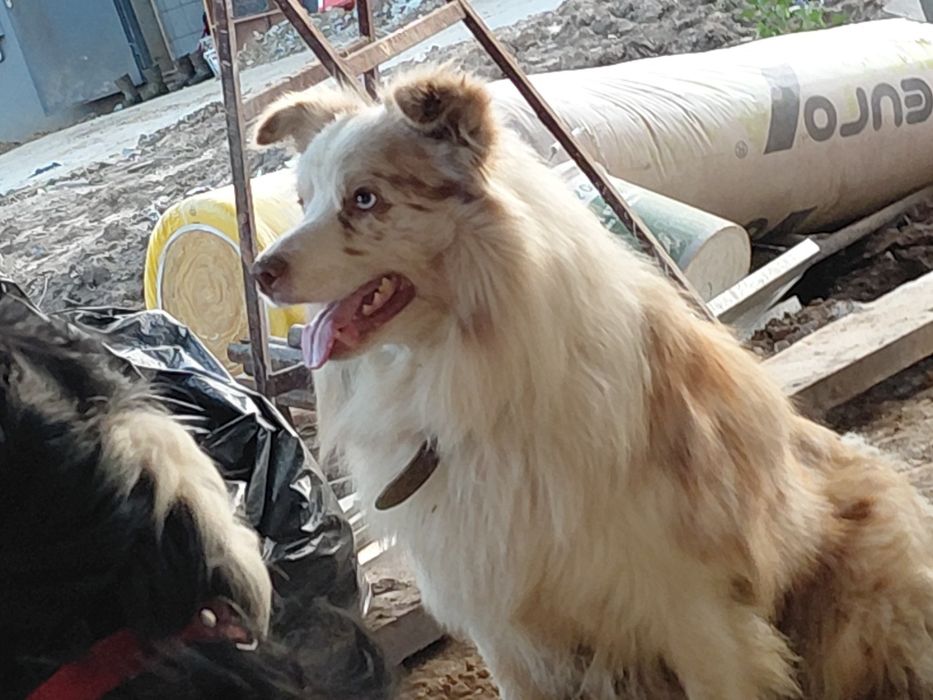 Border collie piesek fci zkwp