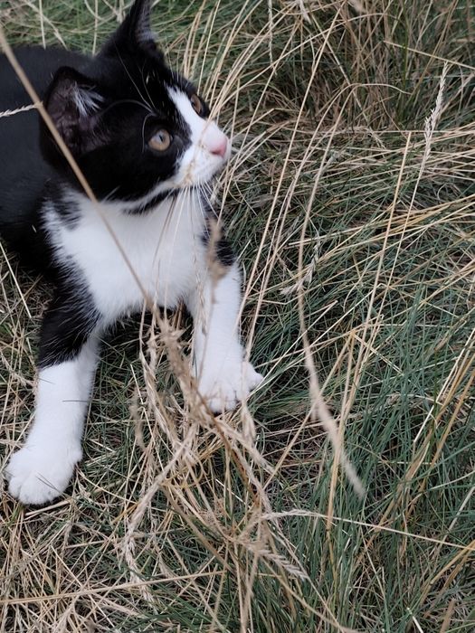 Kotki do adopcji